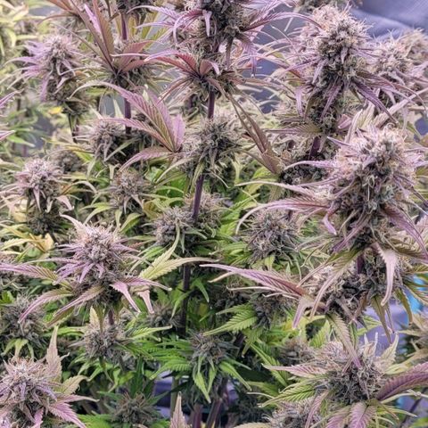 BubbleGum #1 growlog timeline photo