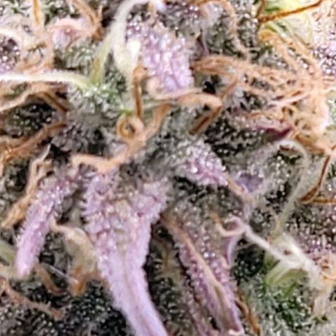 BubbleGum #1 growlog timeline photo