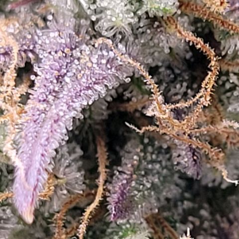 BubbleGum #1 growlog timeline photo