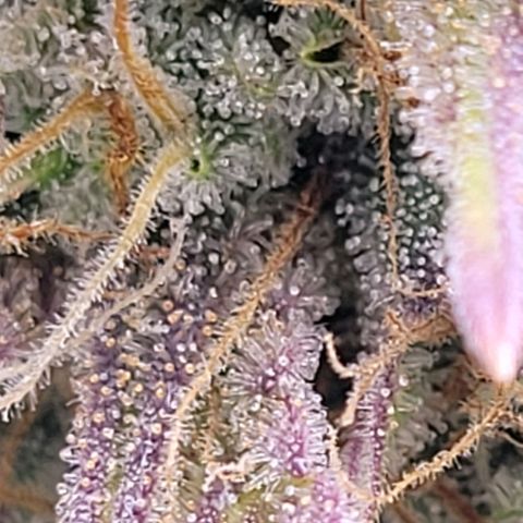 BubbleGum #1 growlog timeline photo