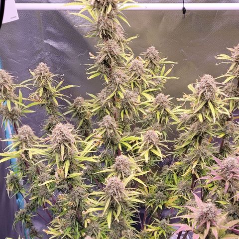 BubbleGum #2 growlog timeline photo
