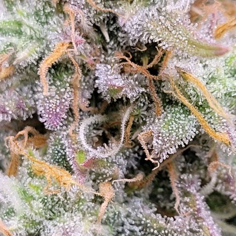 BubbleGum #2 growlog timeline photo