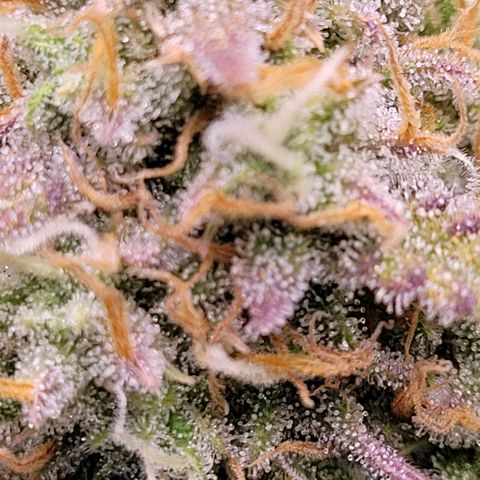 BubbleGum #2 growlog timeline photo
