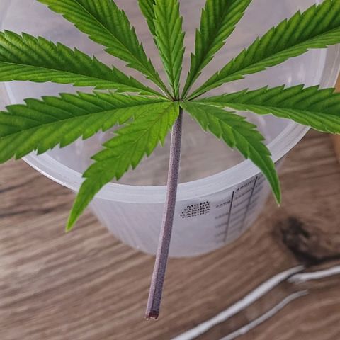 Pearli growlog photo: Ein 10 Fingerblatt mit einem extra Finger aus der Mitte gewachsen