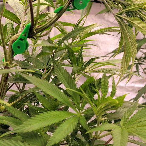 Pearli growlog photo: Noch mal ein Clip gesetzt um die Spitze noch auf Netz Höhe zu halten