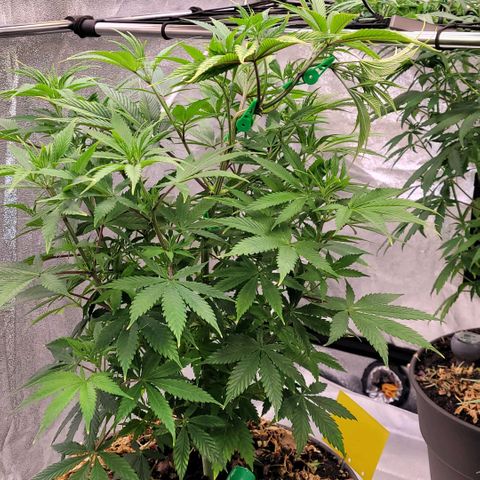 Pearli growlog timeline photo