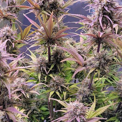 BubbleGum #1 growlog timeline photo