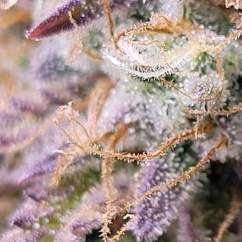 BubbleGum #1 growlog timeline photo