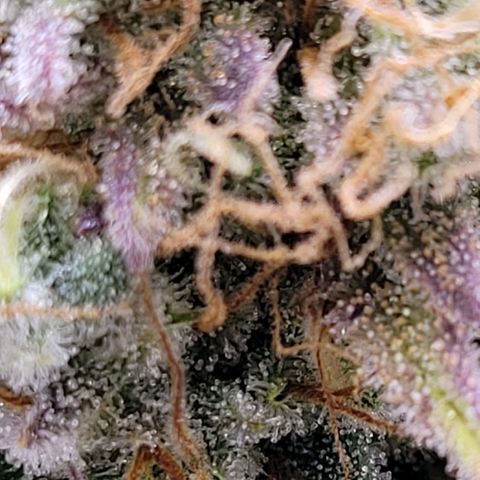 BubbleGum #1 growlog timeline photo