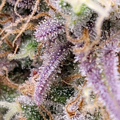 BubbleGum #1 growlog timeline photo