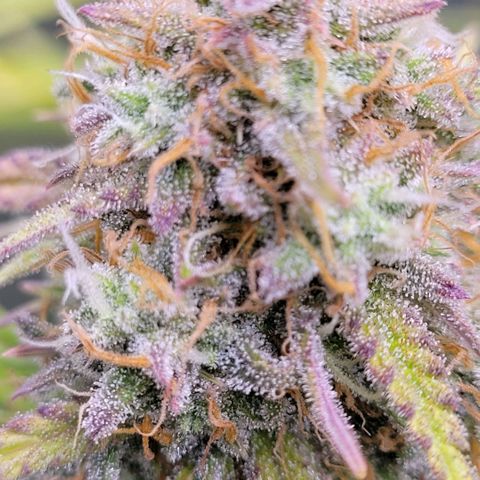 BubbleGum #2 growlog timeline photo