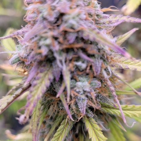 BubbleGum #2 growlog timeline photo