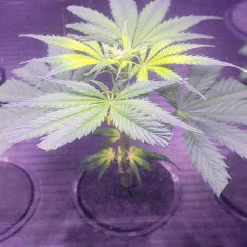 Cookies OG Kloni #1 growlog photo: Zeit Sie in Erde zu setzen, sie hat Hunger