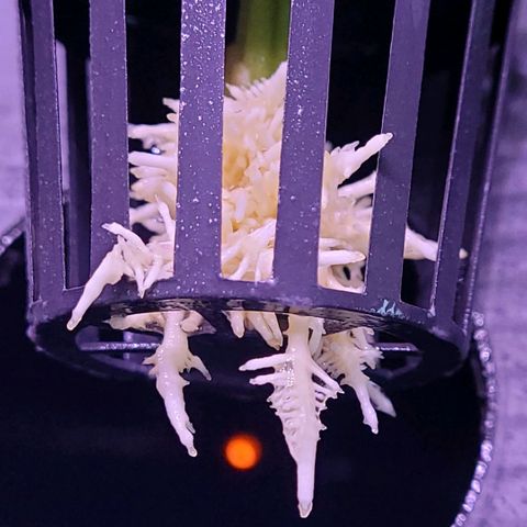 Cookies OG Kloni #1 growlog photo: Eine schöne gesunde Wurzel