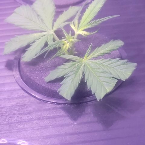 Cookies OG Kloni #2 growlog timeline photo