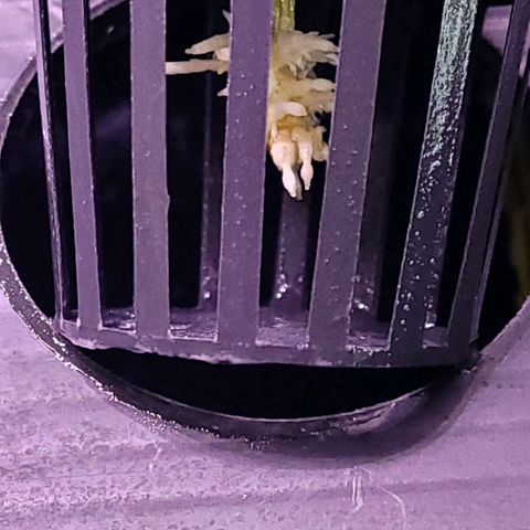 Cookies OG Kloni #2 growlog timeline photo
