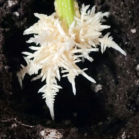 Cookies OG Kloni #1 growlog photo: Der bisher größte Steckling und die Wurzel ordentlich mit Root X bepudert