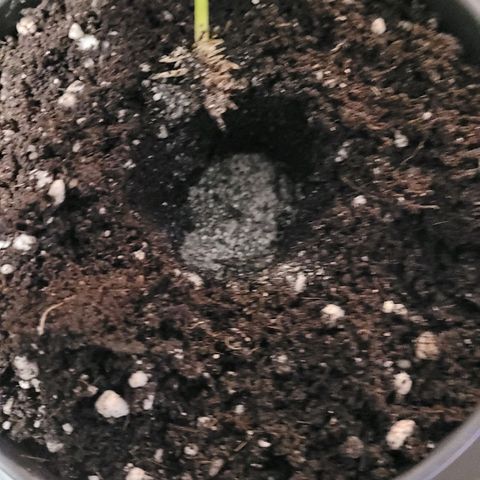 Cookies OG Kloni #2 growlog photo: Und die kleinste und letzte der drei gut mit Root X gepudert in Super Erde gesetzt