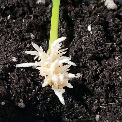 Cookies OG Kloni #2 growlog photo: Und die kleinste und letzte der drei gut mit Root X gepudert in Super Erde gesetzt