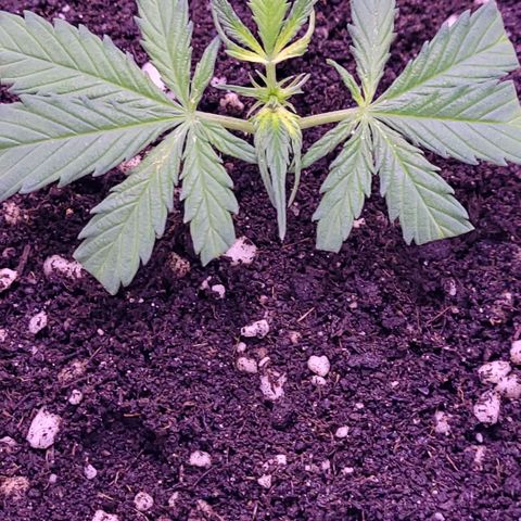 Cookies OG Kloni #2 growlog photo: So sind alle drei Klone in Erde