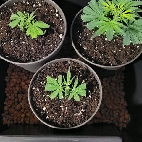 Cookies OG Kloni #1 growlog photo: Den Propagator nun um funktioniert zum Gewächshaus für ein paar Tage bis das Zelt mit den Bubble Gums sich lehrt und vielleicht ist bis dahin das neue Zelt auch da. Den Boden mit Blähton aus gelegt 
