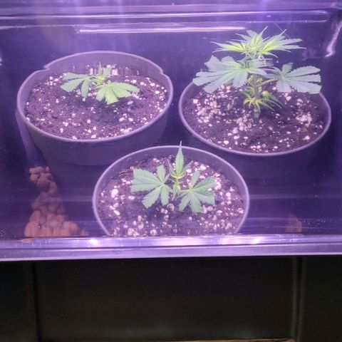 Cookies OG Kloni #1 growlog photo: So sollte es reichen zum Anwurzeln in Erde