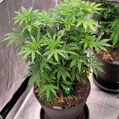 Pearli growlog timeline photo