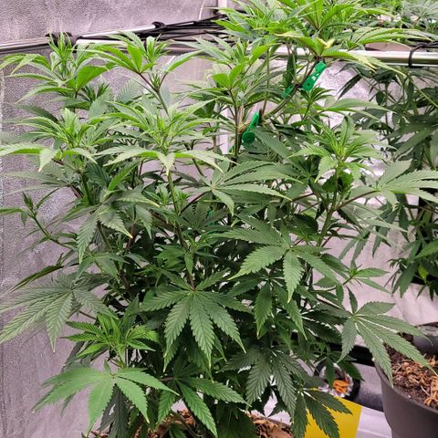 Pearli growlog timeline photo