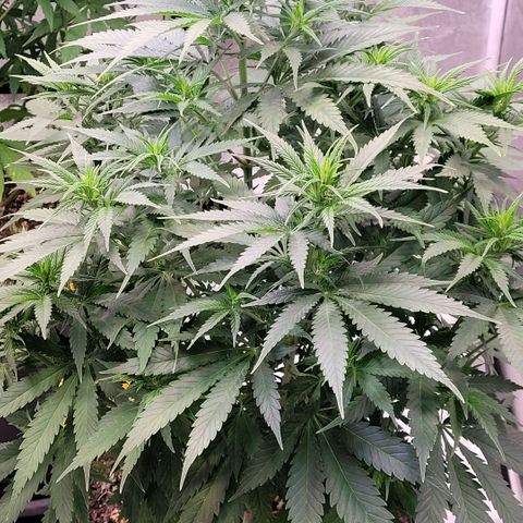 Berry growlog timeline photo