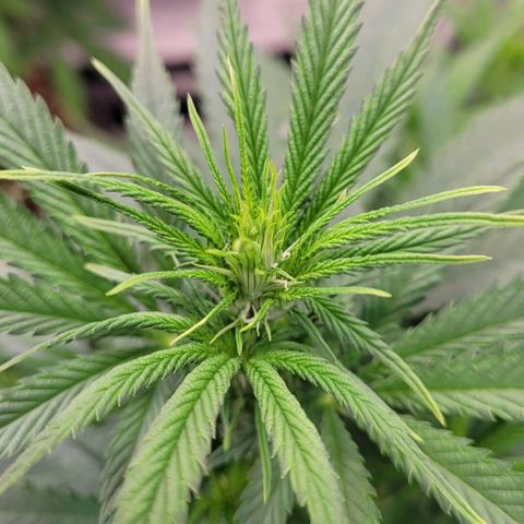 Berry growlog timeline photo