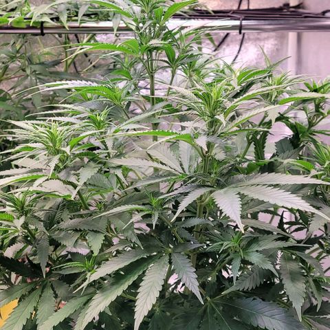 Berry growlog timeline photo