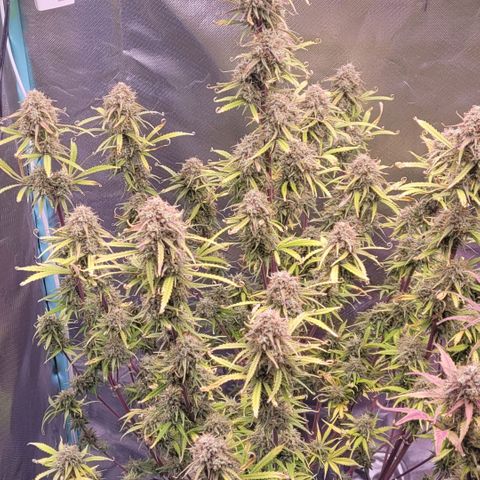 BubbleGum #2 growlog timeline photo