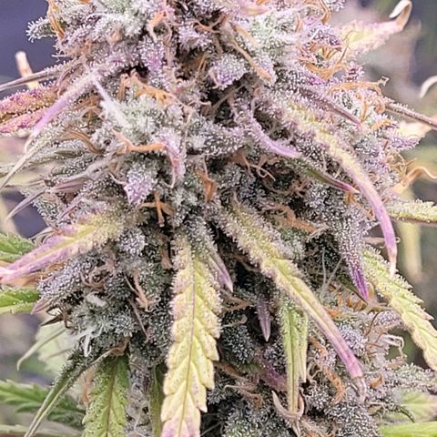 BubbleGum #2 growlog timeline photo