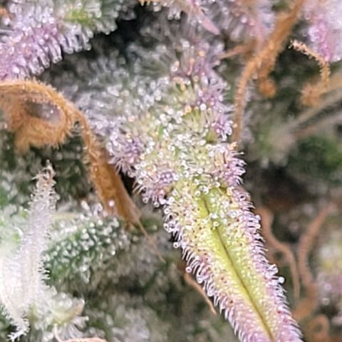 BubbleGum #2 growlog timeline photo