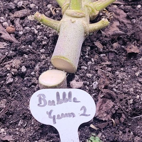 BubbleGum #2 growlog photo: Und platt ist sie