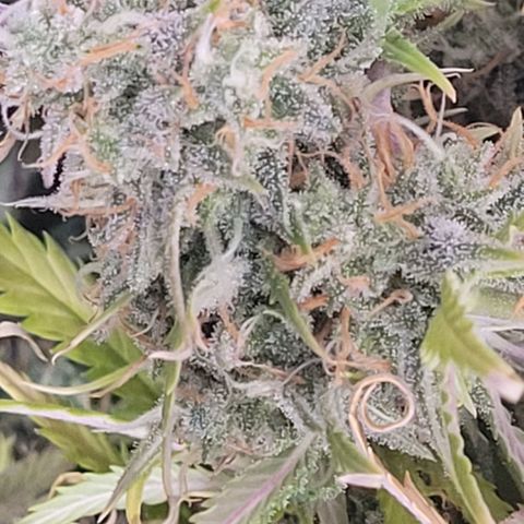 BubbleGum #2 growlog photo: Nun wird entblättert und es geht in den Cannatrol 