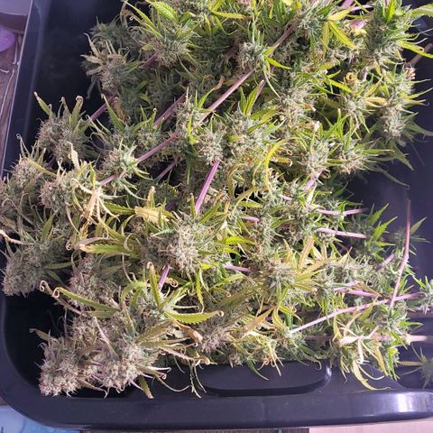 BubbleGum #2 growlog photo: Nun wird entblättert und es geht in den Cannatrol 