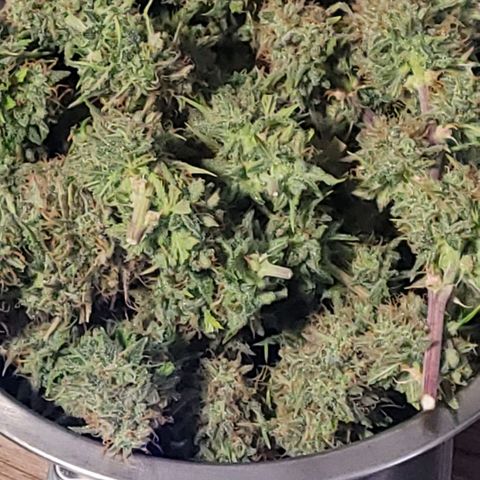 BubbleGum #2 growlog photo: Erste Schale nass Trimm fertig