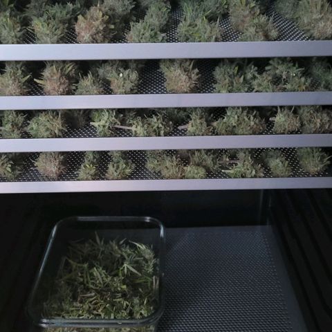 BubbleGum #2 growlog photo: Ein geiler Duft wenn Türe auf 