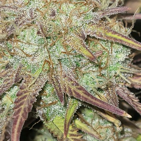 BubbleGum #1 growlog timeline photo