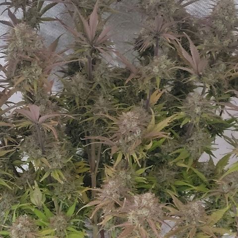 BubbleGum #1 growlog photo: Die Ernte beginnt