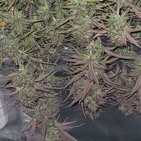 BubbleGum #1 growlog timeline photo