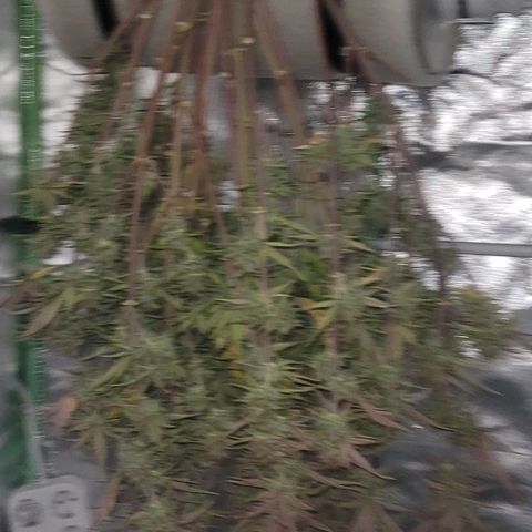 BubbleGum #1 growlog timeline photo