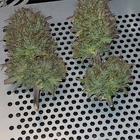 BubbleGum #1 growlog photo: Die erst Lage füllt sich für in den Cannatrol