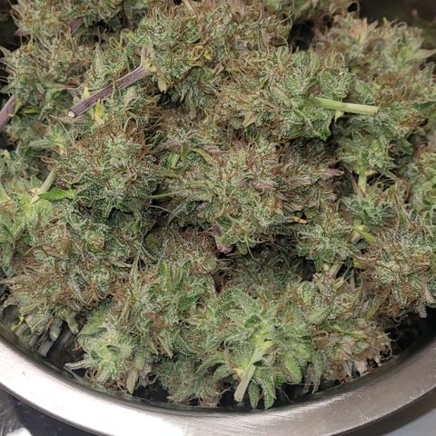 BubbleGum #1 growlog photo: Die erst Lage füllt sich für in den Cannatrol