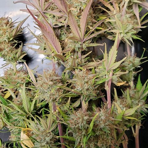 BubbleGum #1 growlog photo: Und heute geht es weiter mit ihr,
Nass Trim , Blüten von den Ästen trennen um den Rest von ihr zur Trocknung dem Cannatrol zu zu führen