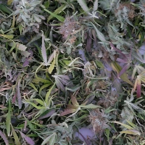 BubbleGum #1 growlog photo: Der Trim und Popcorn Buds