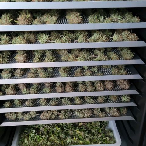 BubbleGum #1 growlog photo: Bubble Gum 1 ist nun auch fertig Nass getrimmt und entästet im Cannatrol. Die untersten 4 Reihen. 60.80 gr. Trim und Popcorn Buds beider Bubble Gum Nass.