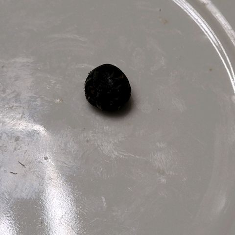 BubbleGum #1 growlog photo: Ein knutzen Hash von der Schere 