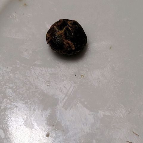 BubbleGum #2 growlog photo: Ein knutzen Hash von der Trimm Schere